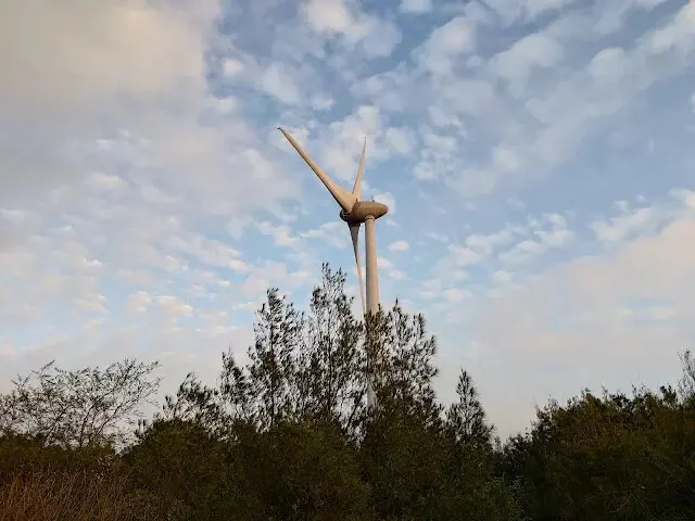 桃園觀新藻礁生態系野生動物保護區