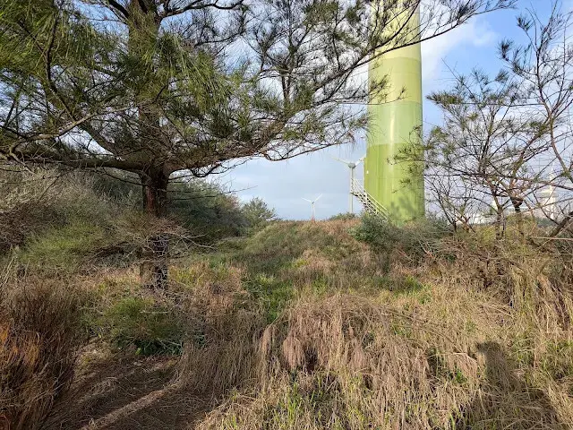 桃園觀新藻礁生態系野生動物保護區