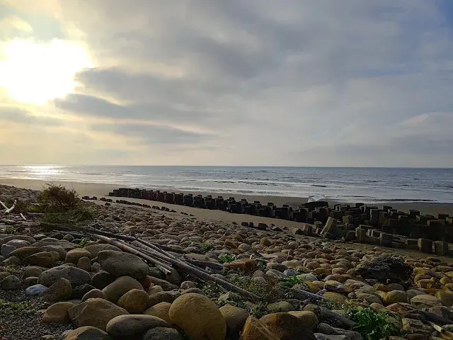 桃園觀新藻礁生態系野生動物保護區