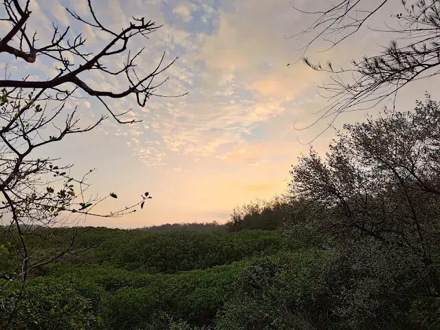 桃園觀新藻礁生態系野生動物保護區