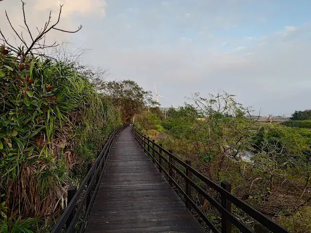 桃園觀新藻礁生態系野生動物保護區