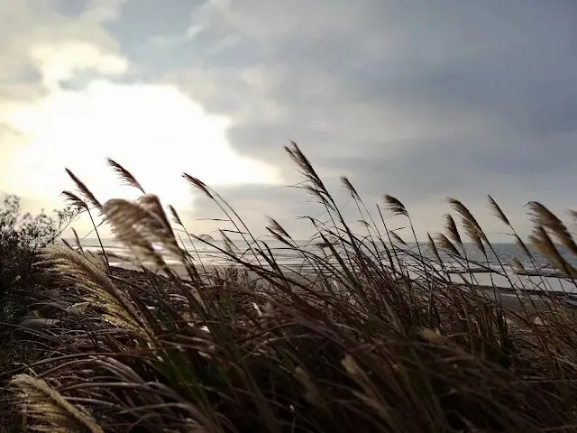 桃園觀新藻礁生態系野生動物保護區