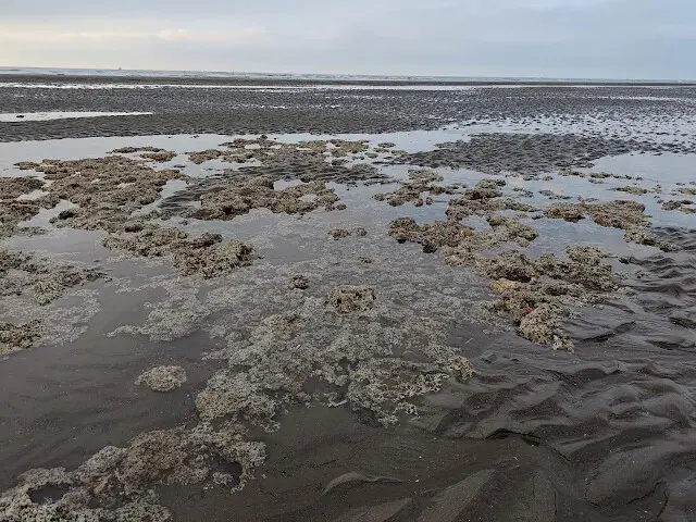 桃園觀新藻礁生態系野生動物保護區