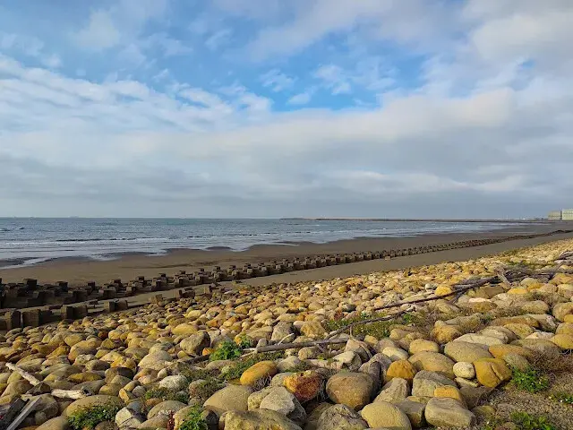 桃園觀新藻礁生態系野生動物保護區