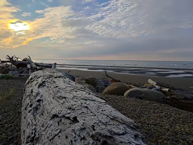 桃園觀新藻礁生態系野生動物保護區