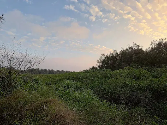桃園觀新藻礁生態系野生動物保護區