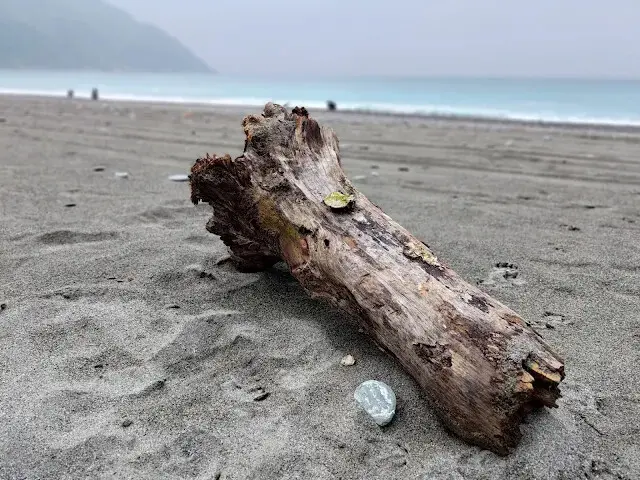 東澳灣 - 沙灘 - 漂流木