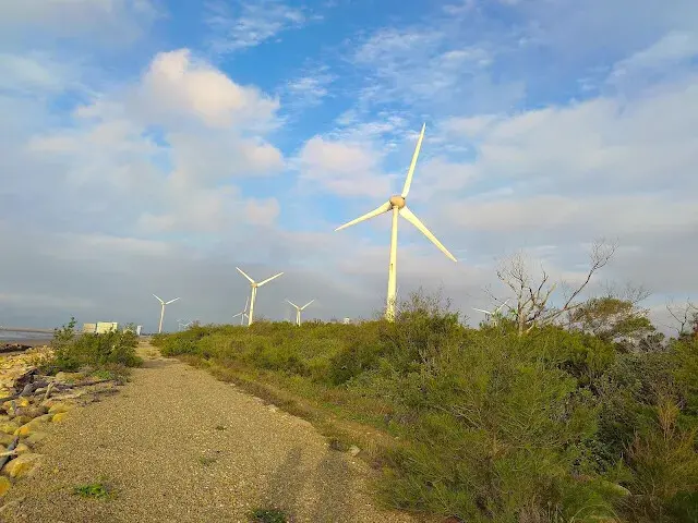 桃園觀新藻礁生態系野生動物保護區