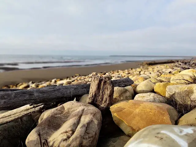 桃園觀新藻礁生態系野生動物保護區