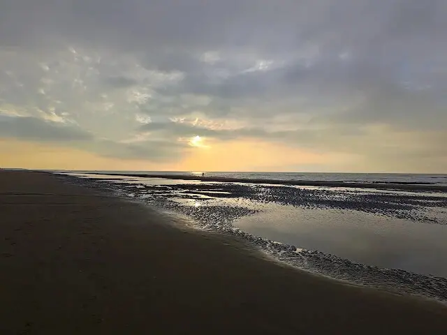 桃園觀新藻礁生態系野生動物保護區