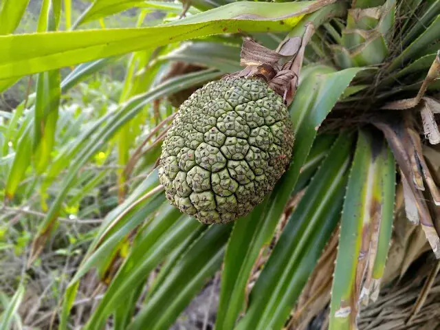 桃園觀新藻礁生態系野生動物保護區 - 林投