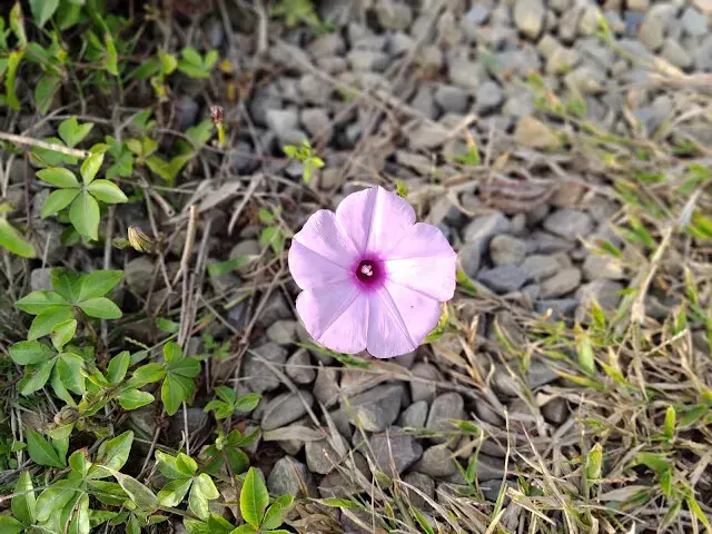 桃園觀新藻礁生態系野生動物保護區