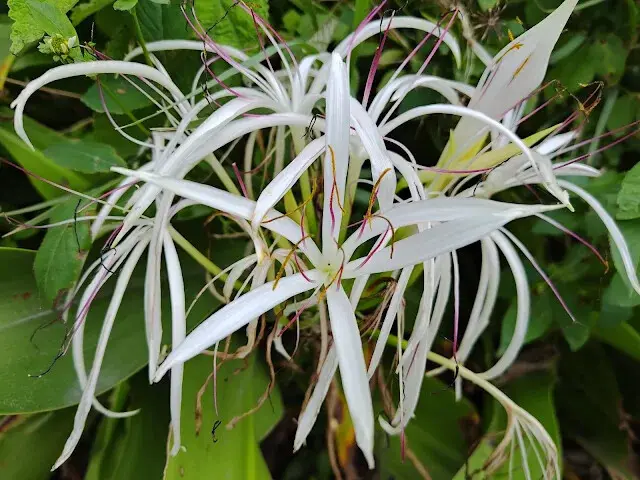 東澳灣 - 文珠蘭