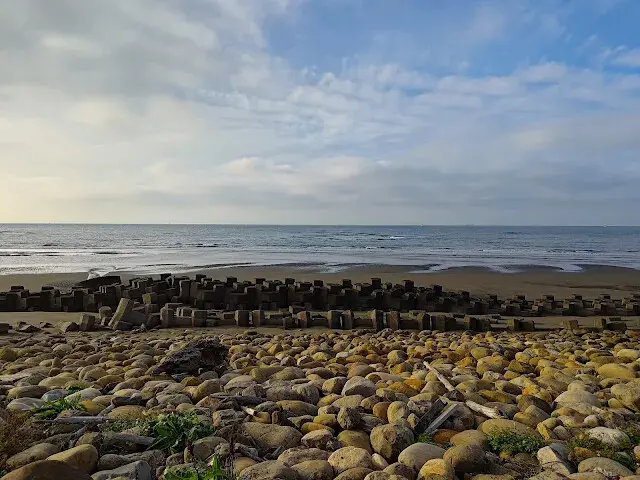 桃園觀新藻礁生態系野生動物保護區