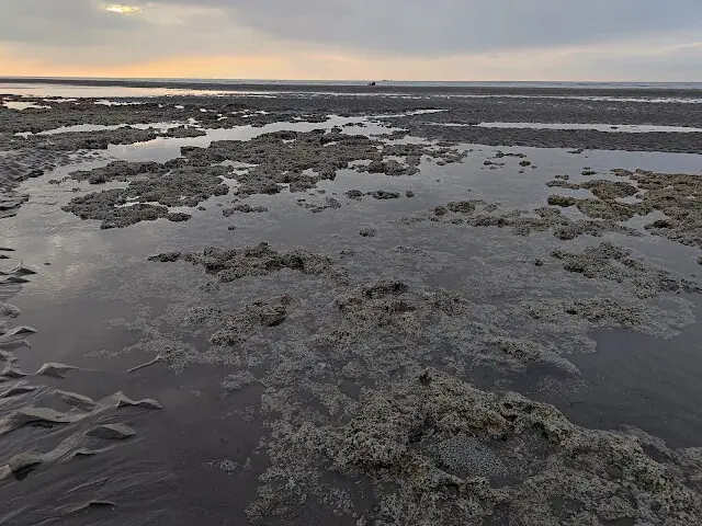 桃園觀新藻礁生態系野生動物保護區