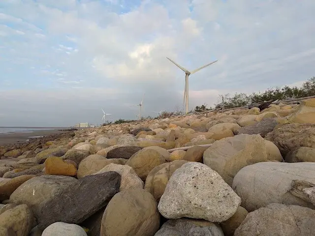 桃園觀新藻礁生態系野生動物保護區