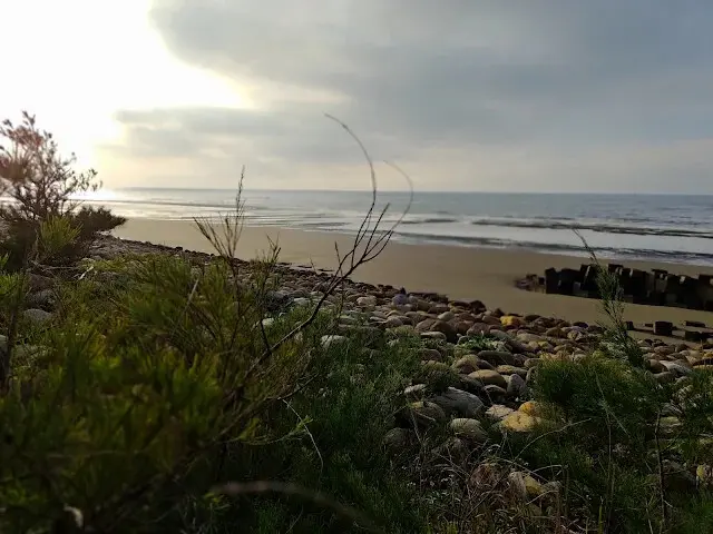 桃園觀新藻礁生態系野生動物保護區