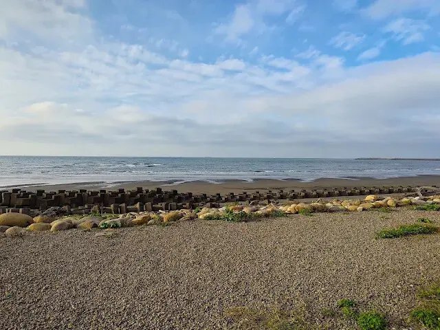 桃園觀新藻礁生態系野生動物保護區