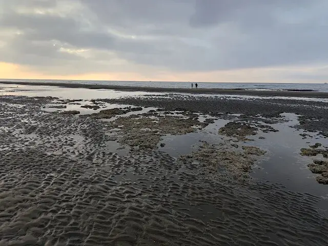 桃園觀新藻礁生態系野生動物保護區