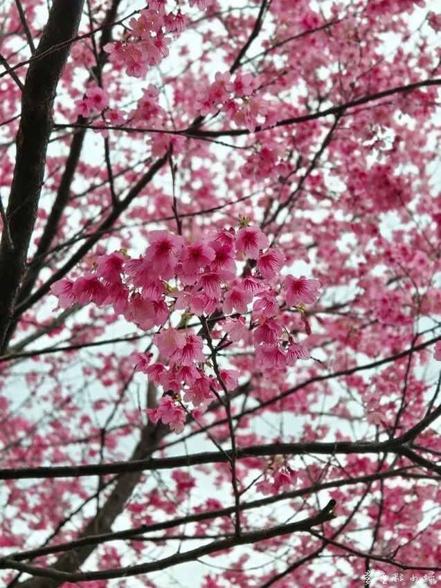 【旅食.林口】林口扶輪公園櫻花，櫻花咖啡廳，喝咖啡拍照打卡都
