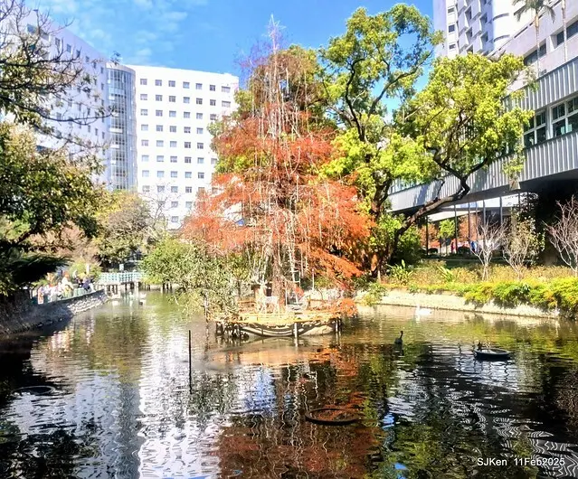 台北榮總忘憂湖水鳥與游魚(Waterbirds and fish at the lake of Taipei Veterans General Hospital)，Taipie, Taiwan, SJKen, Feb 11, 2025.