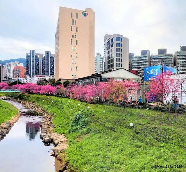 2025雙北平地賞櫻第四拍( --- 汐止文化櫻花季康誥溪櫻花大道(Cherry Blossoms at the creekside of Kangau creek), Hsingi district, Hsinpei city, SJKen, Jan 31, 2025.