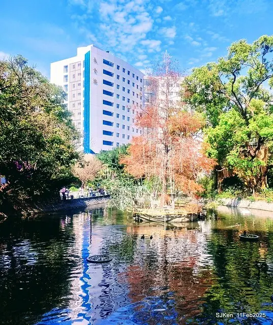 台北榮總忘憂湖水鳥與游魚(Waterbirds and fish at the lake of Taipei Veterans General Hospital)，Taipie, Taiwan, SJKen, Feb 11, 2025.