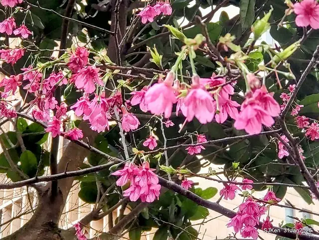 2025雙北平地賞櫻第四拍( --- 汐止文化櫻花季康誥溪櫻花大道(Cherry Blossoms at the creekside of Kangau creek), Hsingi district, Hsinpei city, SJKen, Jan 31, 2025.