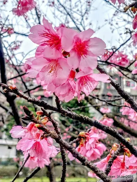 2025雙北平地賞櫻第四拍( --- 汐止文化櫻花季康誥溪櫻花大道(Cherry Blossoms at the creekside of Kangau creek), Hsingi district, Hsinpei city, SJKen, Jan 31, 2025.