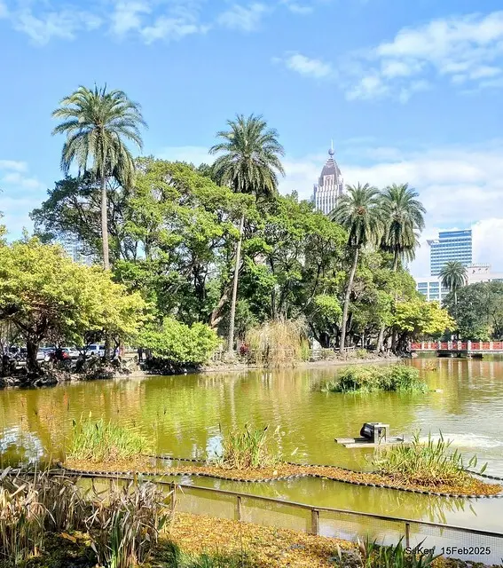 2025 雙北平地賞櫻系列第七拍---國父紀念館八重櫻與山櫻花(Prunus campanulata Maxim and Taiwan Cherry at Dr. Sun Yat-Sen Memorial Hall，by SJKen,  Feb  15, 2025)