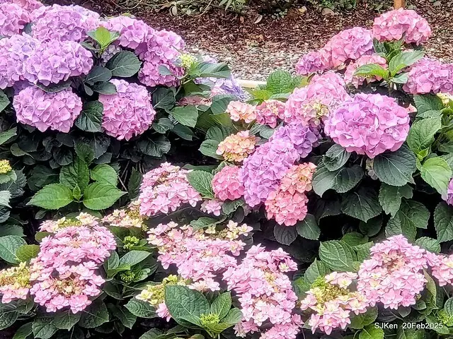 2025台北大安森林公園繡球花展(Hydrangeas exhibition at Da-An forest park), Taipei,  Taiwan, SJKen, Feb 20, 2025.