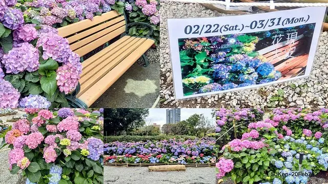 2025台北大安森林公園繡球花展(Hydrangeas exhibition at Da-An forest park), Taipei,  Taiwan, SJKen, Feb 20, 2025.