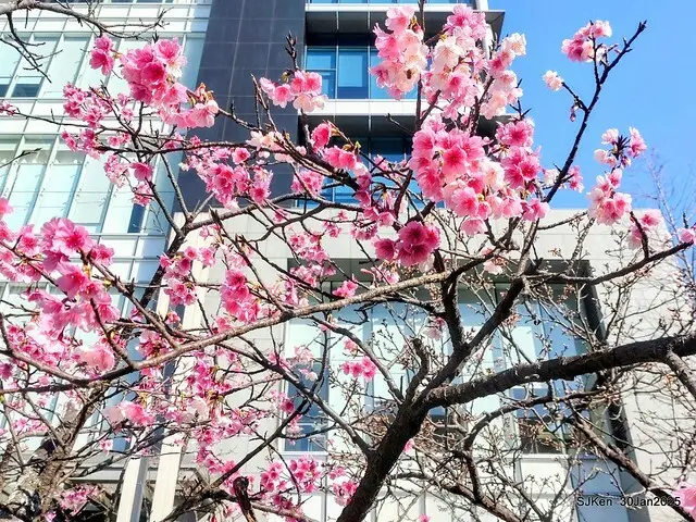 「華新麗華花旗銀行大樓」周邊櫻花林 (Cherry blossoms around the Walsin Xinyi Building), Taipei, Taiwan, SJKen , Jan 30, 2025