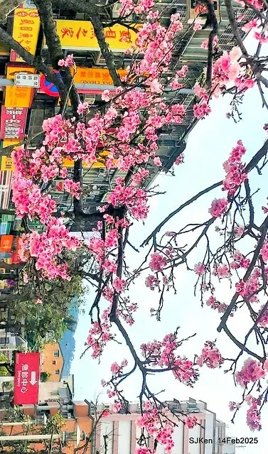 2025 雙北平地賞櫻系列第五拍 --- 北醫附設醫院櫻花(Cherryblossoms at Taipei Medical University Hospital), Taipei, Taiwan, SJKen, Feb 14, 2024.