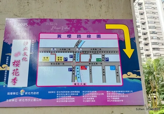 2025雙北平地賞櫻第四拍( --- 汐止文化櫻花季康誥溪櫻花大道(Cherry Blossoms at the creekside of Kangau creek), Hsingi district, Hsinpei city, SJKen, Jan 31, 2025.