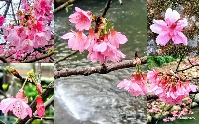 2025雙北平地賞櫻第四拍( --- 汐止文化櫻花季康誥溪櫻花大道(Cherry Blossoms at the creekside of Kangau creek), Hsingi district, Hsinpei city, SJKen, Jan 31, 2025.