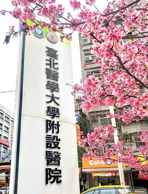 2025 雙北平地賞櫻系列第五拍 --- 北醫附設醫院櫻花(Cherryblossoms at Taipei Medical University Hospital), Taipei, Taiwan, SJKen, Feb 14, 2024.