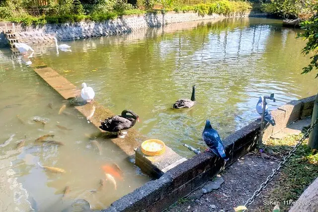台北榮總忘憂湖水鳥與游魚(Waterbirds and fish at the lake of Taipei Veterans General Hospital)，Taipie, Taiwan, SJKen, Feb 11, 2025.