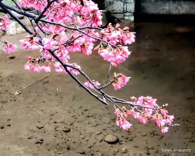 2025雙北平地賞櫻第四拍( --- 汐止文化櫻花季康誥溪櫻花大道(Cherry Blossoms at the creekside of Kangau creek), Hsingi district, Hsinpei city, SJKen, Jan 31, 2025.