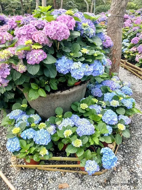 2025台北大安森林公園繡球花展(Hydrangeas exhibition at Da-An forest park), Taipei,  Taiwan, SJKen, Feb 20, 2025.