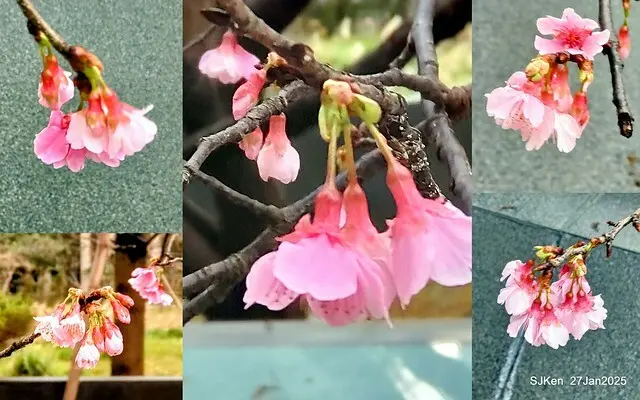 中國銀行台北分行左側櫻花林(Cherry Blossom at Taipei bank branck, China Bank, Taipei, Taiwan, SJKen , Jan 27, 2025