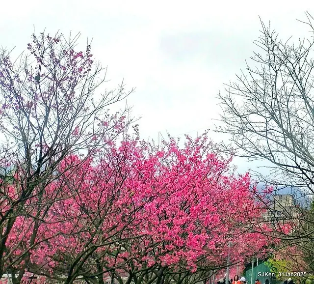 2025雙北平地賞櫻第四拍( --- 汐止文化櫻花季康誥溪櫻花大道(Cherry Blossoms at the creekside of Kangau creek), Hsingi district, Hsinpei city, SJKen, Jan 31, 2025.
