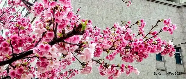 2025 雙北平地賞櫻系列第五拍 --- 北醫附設醫院櫻花(Cherryblossoms at Taipei Medical University Hospital), Taipei, Taiwan, SJKen, Feb 14, 2024.
