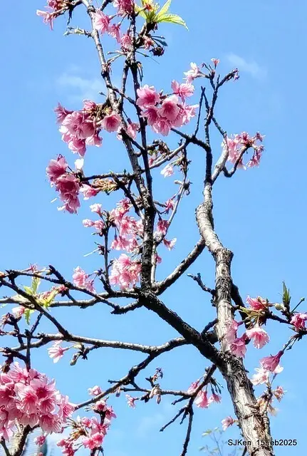 (2025 雙北平地賞櫻系列第六拍)「台北市政府北大門旁賞櫻」(Cherry Blossoms at north door of Taipei City Hall , Feb 15, 2025.