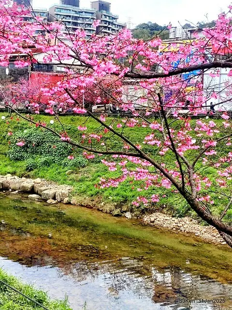 2025雙北平地賞櫻第四拍( --- 汐止文化櫻花季康誥溪櫻花大道(Cherry Blossoms at the creekside of Kangau creek), Hsingi district, Hsinpei city, SJKen, Jan 31, 2025.