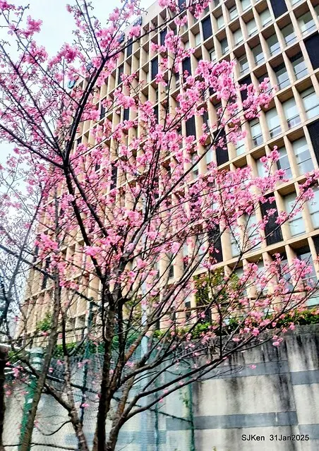 2025雙北平地賞櫻第四拍( --- 汐止文化櫻花季康誥溪櫻花大道(Cherry Blossoms at the creekside of Kangau creek), Hsingi district, Hsinpei city, SJKen, Jan 31, 2025.
