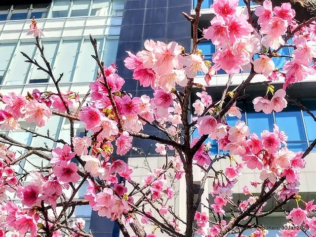 「華新麗華花旗銀行大樓」周邊櫻花林 (Cherry blossoms around the Walsin Xinyi Building), Taipei, Taiwan, SJKen , Jan 30, 2025