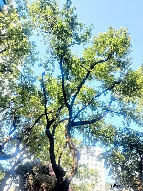 台北榮總忘憂湖水鳥與游魚(Waterbirds and fish at the lake of Taipei Veterans General Hospital)，Taipie, Taiwan, SJKen, Feb 11, 2025.