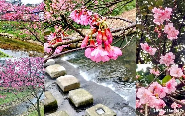 2025雙北平地賞櫻第四拍( --- 汐止文化櫻花季康誥溪櫻花大道(Cherry Blossoms at the creekside of Kangau creek), Hsingi district, Hsinpei city, SJKen, Jan 31, 2025.