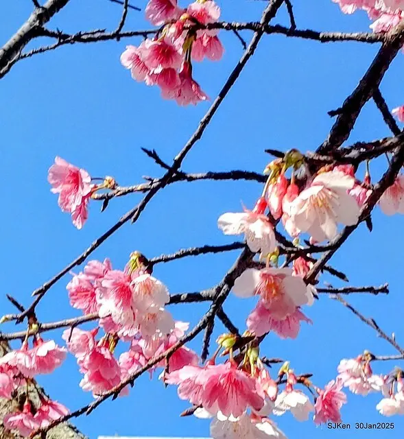 「華新麗華花旗銀行大樓」周邊櫻花林 (Cherry blossoms around the Walsin Xinyi Building), Taipei, Taiwan, SJKen , Jan 30, 2025